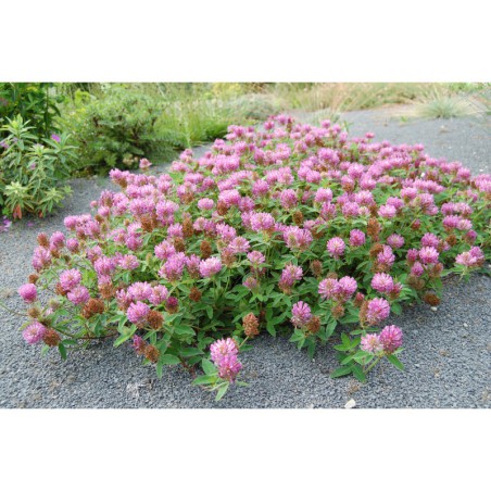 Trifolium alpestre - jetel prostřední