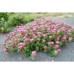 Trifolium alpestre - jetel prostřední