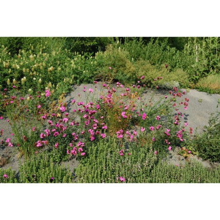 Dianthus carthusianorum - hvozdík kartouzek