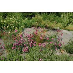 Dianthus carthusianorum - hvozdík kartouzek