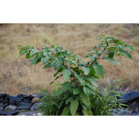 Phytolaca racemosa - líčidlo