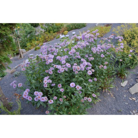 Erigeron fl.pl. - turan