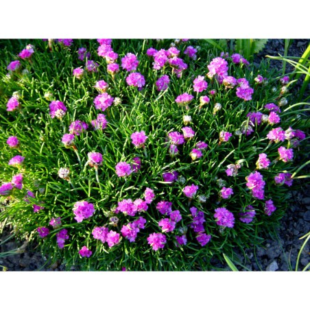 Armeria maritima Dieseldorfer stolz - trávnička