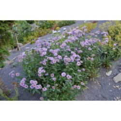 Erigeron fl.pl. - turan