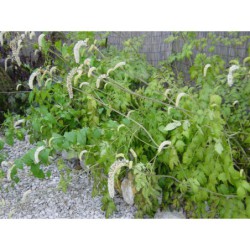 Cimicifuga racemosa - samorostlík