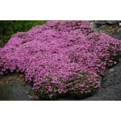 Phlox subulata Andrýsek - plamenka