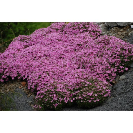 Phlox subulata Andrýsek - plamenka