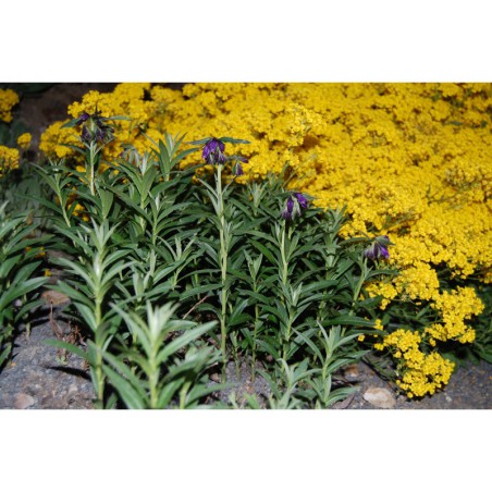 Lithodora sufruticosa - kamejka