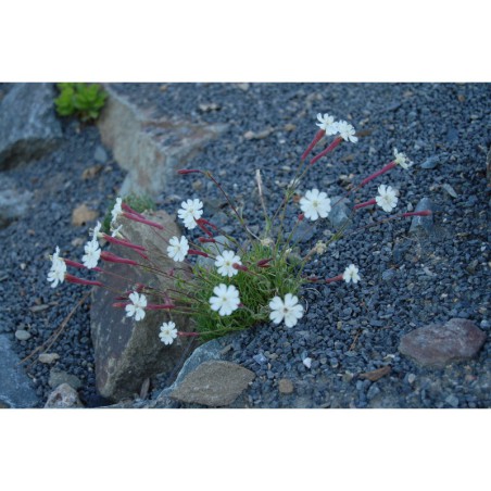 Silene falcata - silenka