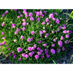 Armeria maritima Dieseldorfer stolz - trávnička