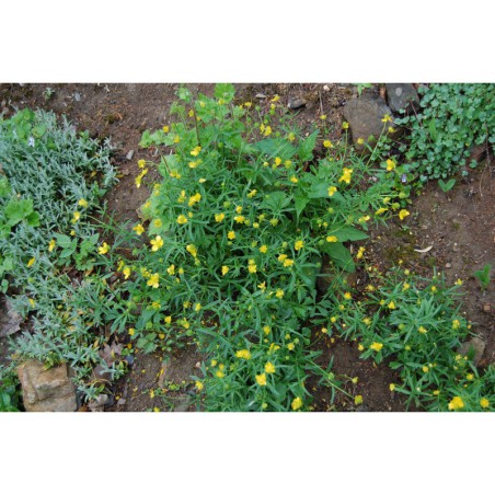 Ranunculus auricomus - pryskyřník zlatožlutý