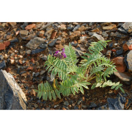 Oxytropis megalantha - vlnice