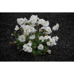 Aubrieta cult. Winterberg - tařička