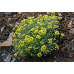 Alyssum ovirense - tařice