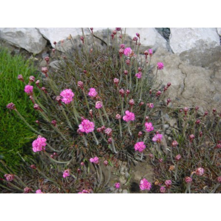 Armeria maritima Laucheana - trávnička