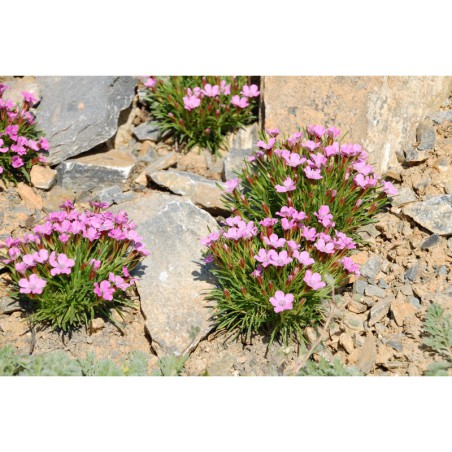 Dianthus glacialis - hvozdík ledovcový