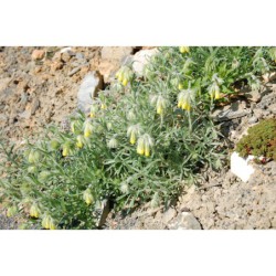 Onosma polyphylla - ruměnice