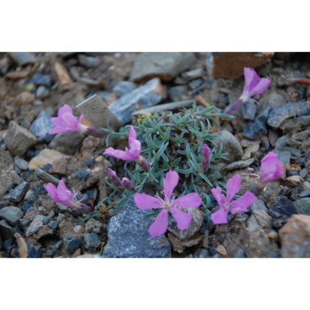 Dianthus repens - hvozdík