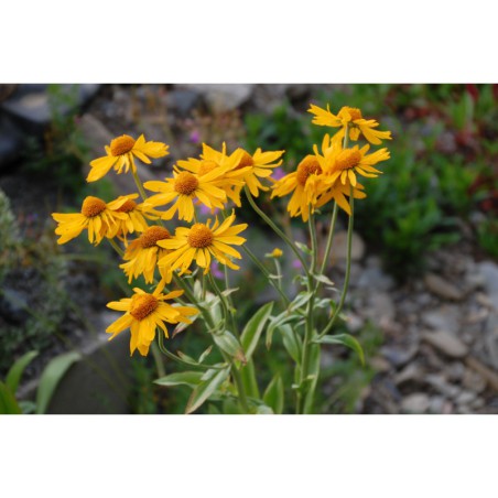 Helenium hoopesii - záplevák