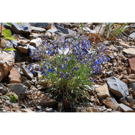 Paracarium umbellatum