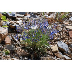 Paracarium umbellatum