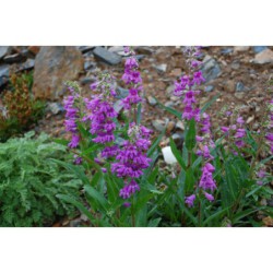 Penstemon alpinus - dračík