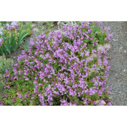 Penstemon davidsonii - dračík