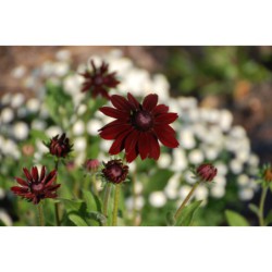 Rudbeckia Black - třapatka