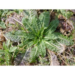 Dipsacus silvester - štětka lesní