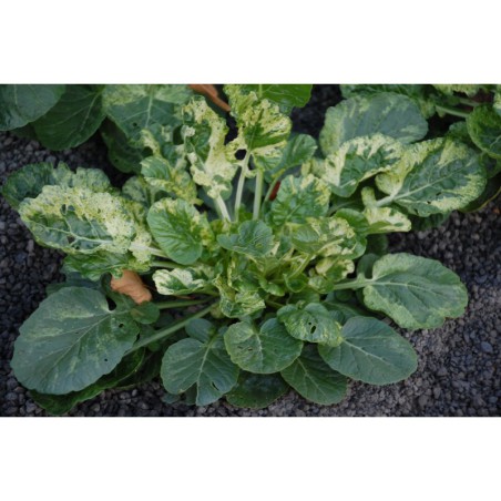 Barbarea vulgaris Variegata - barborka