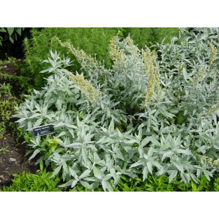 Artemisia ludoviciana - pelyněk