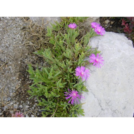 Delosperma Pink