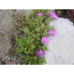 Delosperma Pink