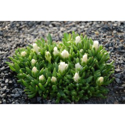 Delosperma Alba