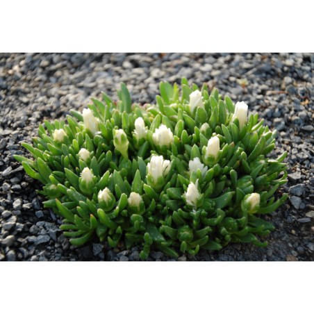 Delosperma Alba