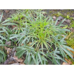 Helleborus foetidus - čemeřice smrdutá