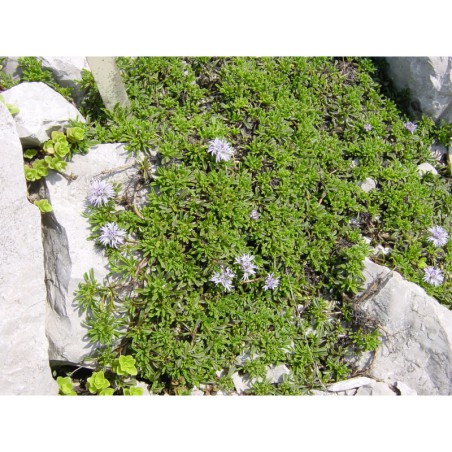 Globularia repens - koulenka plazivá