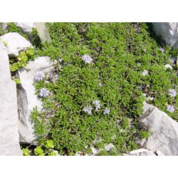 Globularia repens - koulenka plazivá