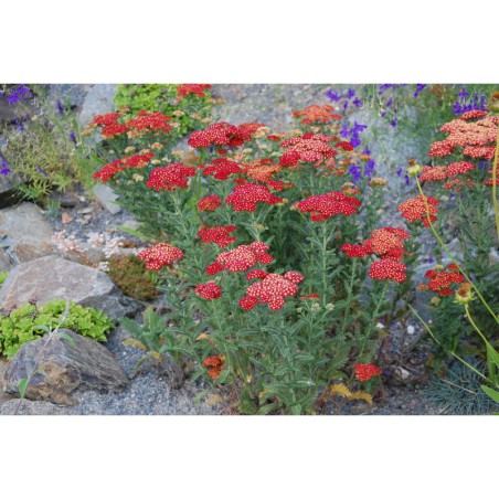 Achillea Paprika - řebříček