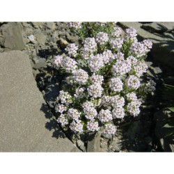 Aethionema glaucescens - sivutka