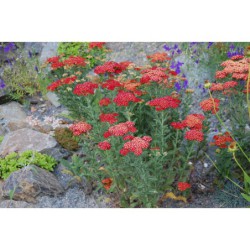 Achillea Paprika - řebříček