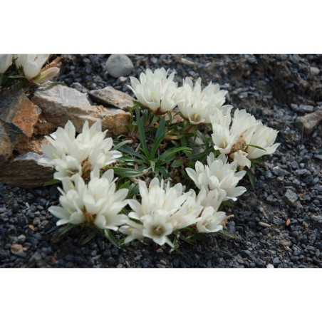 Edraianthus niveus - modroušek