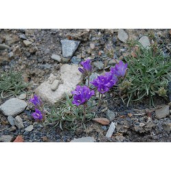 Edraianthus horvathii - modroušek