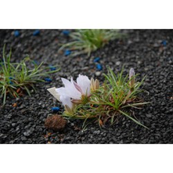 Edraianthus yugoslavicus - modroušek