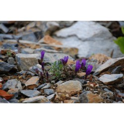 Edraianthus serpyllus - modroušek