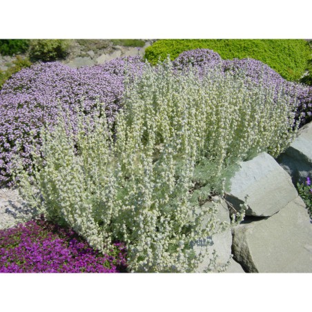 Artemisia schmidtiana Nana - pelyněk