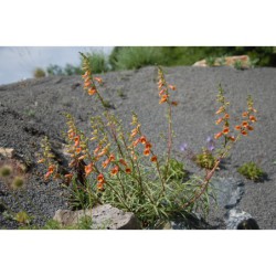 Digitalis obscura - náprstník