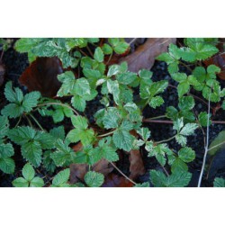 Duchesnea indica Harlequin