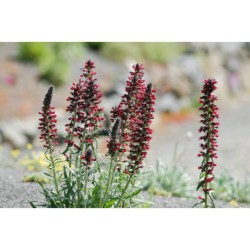 Echium russicum - hadinec červený