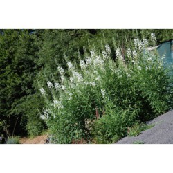 Epilobium angustifolium Album - vrbka